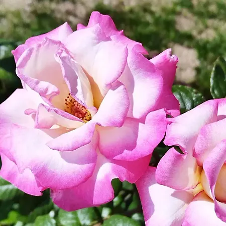 Апартаменты Byala Fortuna Cape 3 Apart Бяла